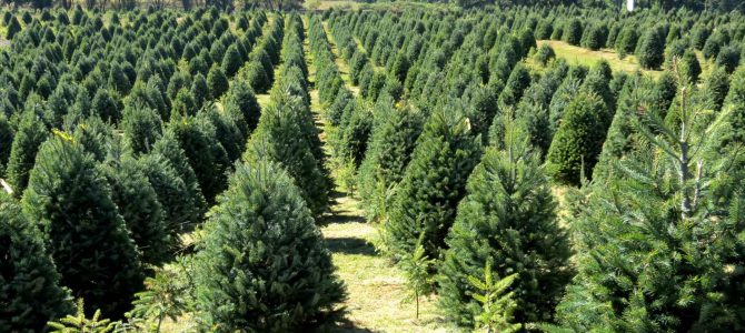 Por una navidad más verde